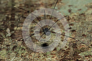 The black long-legged spider kosynozhka lives on the leaves in nature.