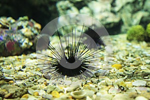 A black long spine urchin Diadema setosum resting on bottom of seabed rock. Its body is full of extremely long, hollow black ven