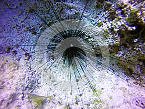 Black long spine urchin photo
