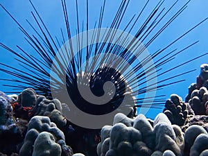 Black Long Spined Sea Urchin Close Up Low Angle with Blue Water Background