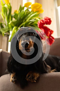 Black longhaired dachshund lying down on brown couch with tulips in back. Small beautiful wiener dog in flowers at home