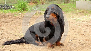 Black longhaired dachshund sitting outdoor on the ground and looking