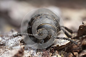 Black longhorn beetle, spondylis buprestoides cowered in sawdust on pine bark