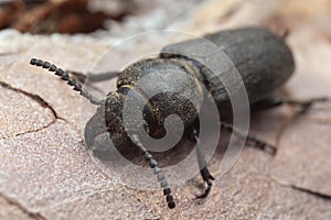 Black longhorn beetle, spondylis buprestoides cowered in sawdust on pine bark