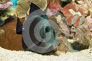 Black Longnose Sailfin Tang