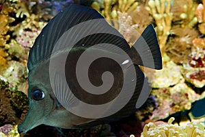 Black Longnose Sailfin Tang