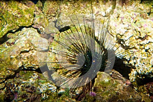 Black Longspine Urchin