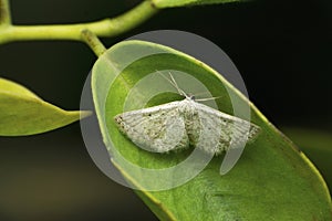 Black Looper, Hyposidra talaca at Satara, Maharashtra photo