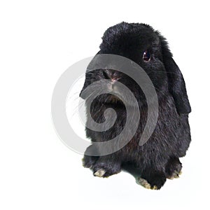 cute Black lop rabbit isolated white background photo