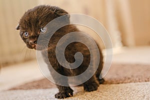Black lopeared kitten with blue eyes in a room. domestic kitten.Pet. British shorthair black kitten.