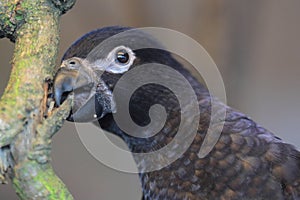 Black lory