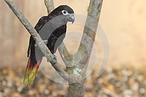 Black lory