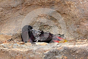 Black lory, Chalcopsitta atra, dark parrot fight from West Papua, New Guinea and Borneo in Asia. Rajah lory, bird siting on the