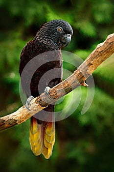 Black Lory, Chalcopsitta atra, Maluku Islands, New Guinea, Indonesia. Parrot in the nature habitat. Lory sitting on the tree branc photo