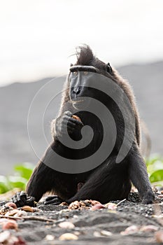 Black Macaque