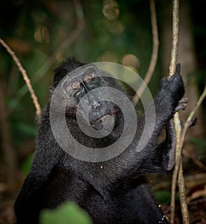 Black macaque, Sulawesi, Indonesia photo