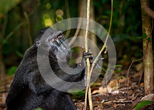 Black macaque, Sulawesi, Indonesia photo