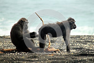 Black Macaques on the Shore