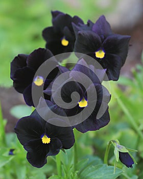 Black Magic Pansy