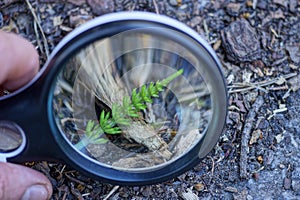 Black magnifier in hand increases the wild green plant hornwort