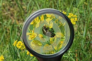 Black magnifier in hand magnifies a green big bug