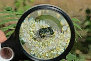 Black magnifier in hand magnifies a green big bug