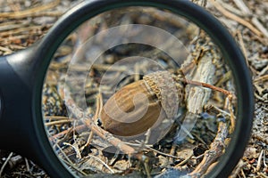 Black magnifier magnifies one dry brown acorn