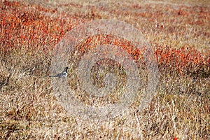 A black magpie in autumn prairie