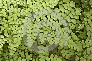 Black Maidenhair fern photo