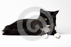 Black Maine Coon Cat Lying and Looking Down, White Background,