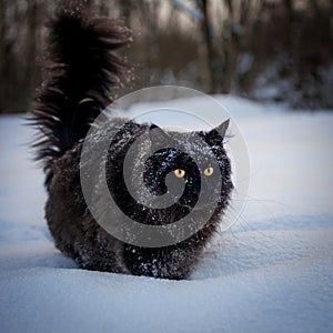 Black Maine Coon cat portrait in winter field