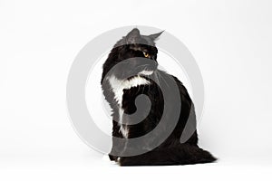 Black Maine Coon Cat Sitting , Looking back, on White Background