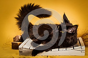 Black maine coon cat on yellow background
