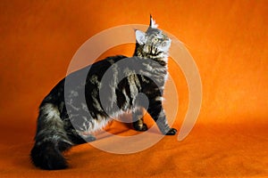 Black maine coon cat on yellow background