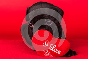 Black male American Staffordshire Terrier dog or AmStaff puppy with red heart on red background