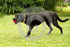 Black Male Australian Kelpie Dog