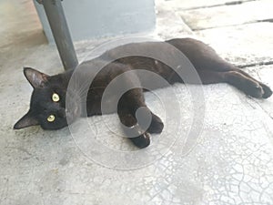 Black male cat brushing or grooming by the five-foot-way.