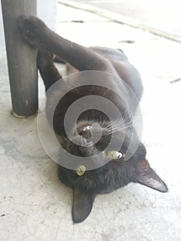 Black male cat brushing or grooming by the five-foot-way.