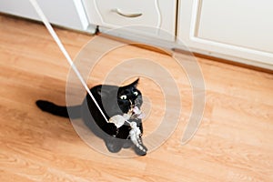 Black male cat playing with feather toy