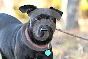 Black male cattledog pitbull mix breed dog with collar and tag