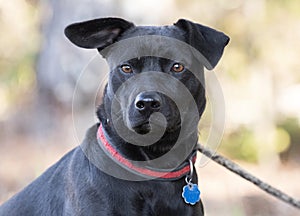 Black male cattledog pitbull mix breed dog with collar and tag