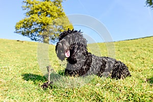 Black Male Cockapoo dog with stick.