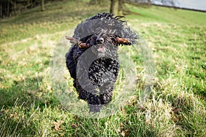 Black male Cockapoo dog with stick