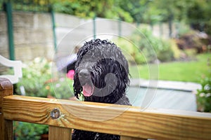 Black male Cockapoo at the garden gate.