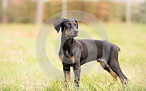 Black Male Doberman Pinscher Puppy