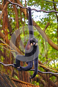 A black male gibbon is hanging on vine in the zoo photo