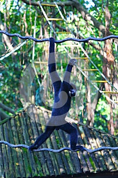 A black male gibbon is walking on vine in the zoo