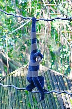 A black male gibbon is walking on vine in the zoo