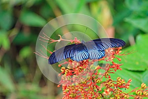 Black male great mormon open wing on tree