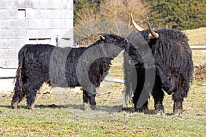 A black male Scottish Highland cow with large horns and a calf